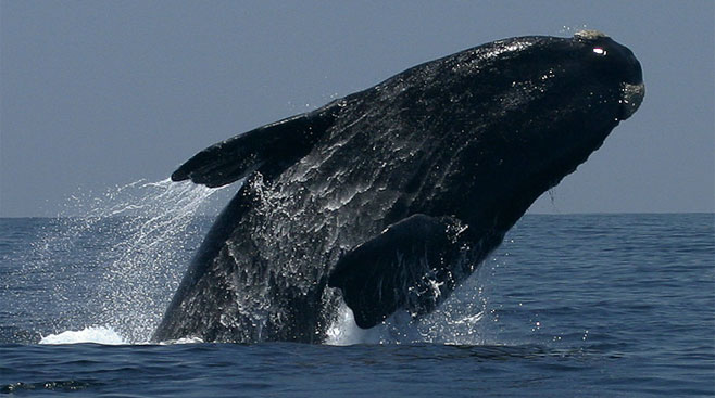 Whales, Whales - Once You Saw Them, Then you Didn't, Now you do again